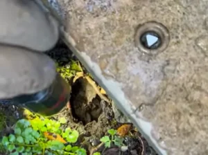 Deer rat entering a Prescott home through an exterior entry point