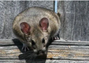 Pack rat woodrat in Prescott Arizona