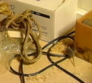 Rodent associated with hantavirus safety concerns