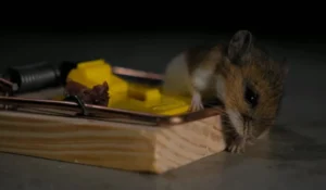 Dead rat smell removal in Prescott