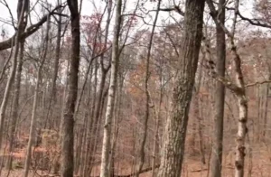 forest in prescott
