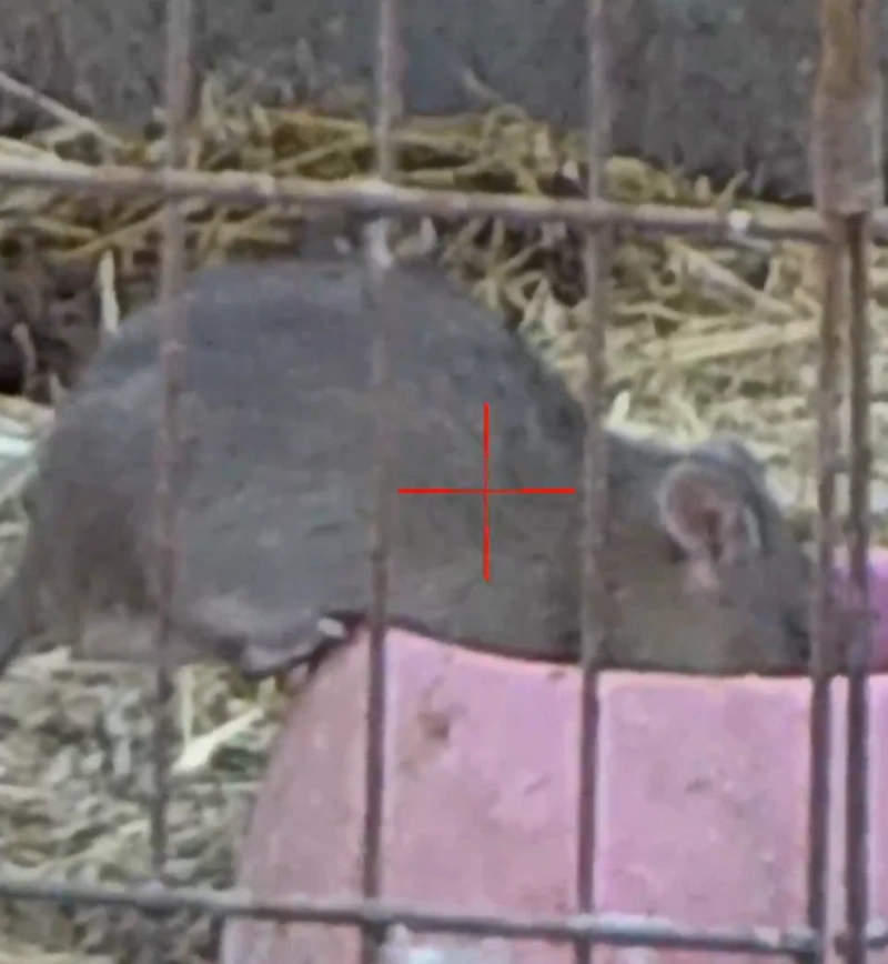 rodent control prescott